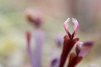 Dionaea muscipula Red - Venus fly trap