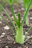 Foecniculum vulgare finale - Young Bulb Fennel plant in a vegetable patch