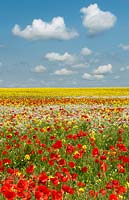 Rapeseed and Red Poppy field in the Oxfordshire countryside