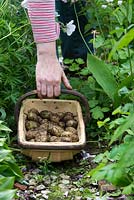 Solanum tuberosum - Gardener holding a wooden trug containing picked new potatoes