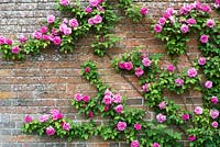 Rosa Zephirine Drouhin - Thornless Rose climbing over a wall at Waterperry gardens