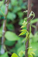 Phaseolus coccineus  - Runner bean shoot climbing up cane