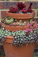 Sempervivum - Houseleek display in flower pots at RHS Wisley Gardens