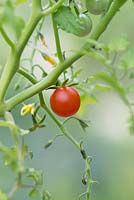 Solanum pimpinellifolium - Currant Tomato