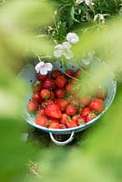 Fragaria ã ananassa - Strawberries in a colander