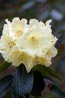 Rhododendron 'Crest'