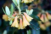 Rhododendron cinnabarinum 'Concatenans'