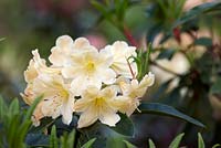Rhododendron 'Glendoick Honeydew'