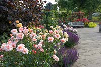 New Royal National Rose Society grounds, St Albans, on day of 50th Anniversary, The Gardens of the Rose