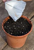 Sowing tomatoes under glass - sprinkling seeds thinly and evenly over compared compost in a pt