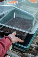 Sowing parsley in a seed tray - placing in heated propagating case at 21 degrees celsius 
