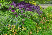 Border of Allium aflatunense and A. 'Purple Sensation' in shade, with Primula candelabra. The Purple Garden - Merriments Gardens, Hurst Green, East Sussex. June