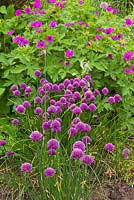 Borders with Allium schoenoprasum and Geraniums. The Purple Garden - Merriments Gardens, Hurst Green, East Sussex.  June.