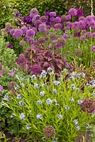 Borders with Allium aflatunense and Amsonia orientalis. The Purple Garden - Merriments Gardens, Hurst Green, East Sussex.  June.