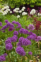 A mix of Allium 'Purple Sensation' and A. 'Mount Everest' (White). The Purple Garden - Merriments Gardens, Hurst Green, East Sussex. June