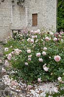 Rosa 'Wildeve' in Austin Rose Bed. Chateau du Rivau, Loire Valley, France