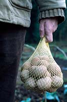 Gardener holding a mesh bag full of seed potatoes, Solanum tuberosum 'Maxine'