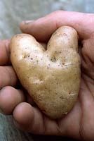 Solanum tuberosum 'Anya' - An organic heart shaped potato