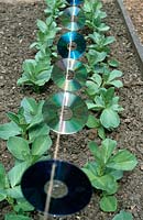 Vicia faba 'Epicure' - Young, organic broad beans protected from birds by a string on CDs