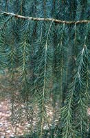 Picea breweriana - Brewer's weeping spruce 