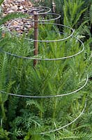 Achillea millefolium 'Summer Berries' - Home made wire and bamboo cane support frame in spring