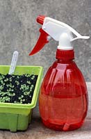 Digitalis purpurea - Foxglove seedlings in plastic tray and spray bottle