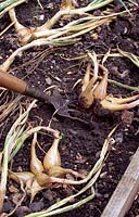 Allium cepa 'Jermor' - Harvesting shallots