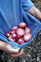 Solanum tuberosum 'Maxine' - Gardener holding washed organic potatoes in his smock