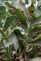 Botrytis fabae - Chocolate spot disease on broad beans