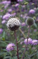 Echinops sphaerocephalus 'Arctic Glow' and Knautia arvensis in background - Globe thistles and Field Scabious