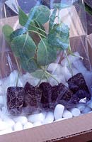Brassica oleracea 'Late Purple Sprouting' - Young root trained Broccoli plants received by mail order