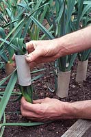 Allium porrum 'Musselburgh' - Gardener blanching leeks using recycled toilet roll reels