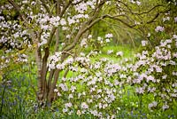Azalea and Hyacinthoides in spring woodland garden. Hole Park, Kent