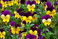 Viola teardrops 'Yellow Jump Up'