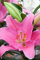 Lilium 'Mansfield' - Oriental lily