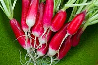 Home grown Radishes 'French Breakfast'