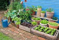 Small garden with assortment of salad crops, herbs and leaves growing in pots and recycled containers.