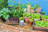 Small garden with collection of container grown vegetables and salad
