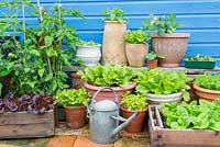 Small garden with collection of container grown vegetables and salad