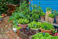 Small garden courtyard area with container grown vegetables and salad crops
