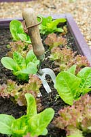 Lettuces in raised bed, 'Little Gem' and 'Lollo Rossa'