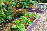 Raised beds in a small garden planted with lettuces as a catch crop