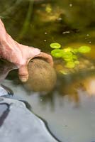 Pinning Hydrocotyle vulgaris, Marsh Pennywort in place with heavy stones