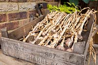 Step by step - crate of harvested garlic 'Early Purple Wight'