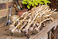 Step by step - crate of harvested garlic 'Early Purple Wight'
