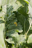 Eggs of a Cabbage Moth on Cabbage, Mamestra brassicae
