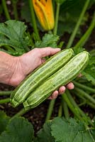 Step by Step - Harvesting Courgette 'Romanesco'