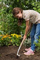 Step by Step -  Young girl planting Tomatillo, Physalis philadelphica