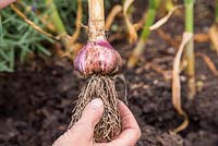 Step by Step - Harvesting Garlic 'Early Purple Wight' 
