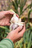 Step by Step - Harvested Garlic 'Early Purple Wight' 
